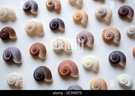 Pastellfarben Spiralmuscheln Muster auf weißem Hintergrund close up Stockfoto