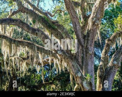 Spanische Moos drapiert auf Gliedmaßen Stockfoto