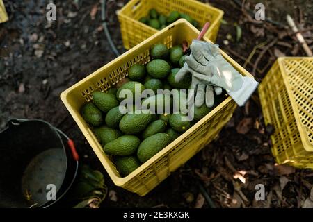 Handschuhe und Schere über einer Kiste voller hass Avocados geerntet. Weitwinkelansicht Stockfoto