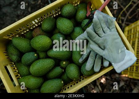 Handschuhe und Schere über einer Kiste voller hass Avocados geerntet. Weitwinkelansicht Stockfoto