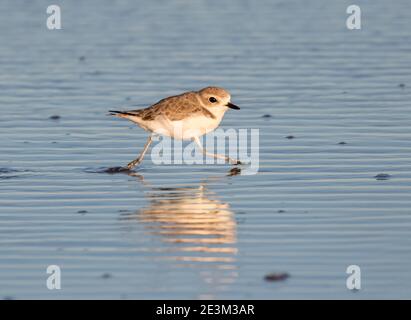 Schneebedeckter Pflug, der durch den Strand im blauen Wasser läuft, Galveston Island, USA Stockfoto