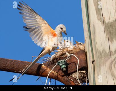 Der Scherenschwanzflycatcher (Tyrannus forficatus) füttert Nestlinge, Galveston, Texas, USA Stockfoto