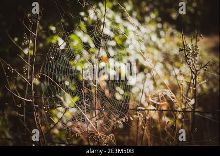 Großes Spinnennetz draußen in der Natur Stockfoto