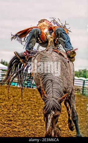 Nahaufnahme eines Rodeo-Actionbildes eines Bareback-Reiters während seiner Fahrt bei einem Rodeo in Alberta im ländlichen Alberta, Kanada. Stockfoto