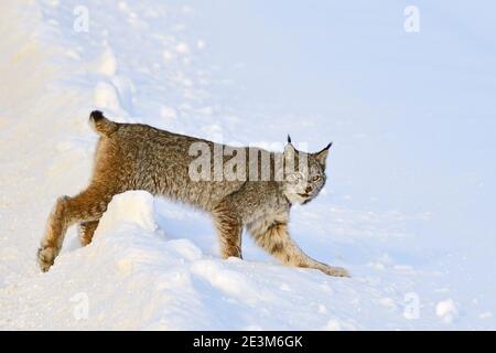 Ein kanadischer Luchs 'Felis Luchs', der durch den Neuschnee im ländlichen Alberta Kanada kreuzt. Stockfoto