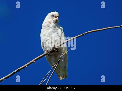 Kleine Corella, Cacatua sanguinea Stockfoto