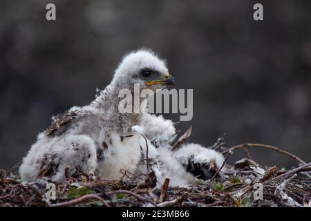 Junger, raubbeiniger Falke in seinem Nest Stockfoto