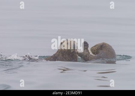 Seeotter spielen an einem ruhigen nebligen Tag entlang der Westküste von Vancouver Island, British Columbia, Kanada Stockfoto