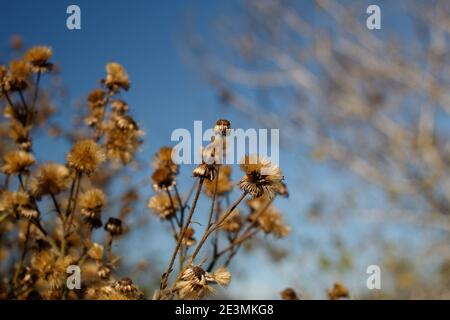 Achenfrucht, California Silk Goldenaster, Heterotheca Grandiflora, Asteraceae, native Staude, Bluff Creek Trail, Südkalifornien Küste, Winter. Stockfoto