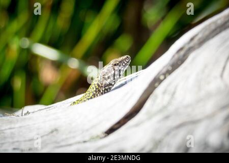 Eine europäische Wand Eidechse (Podarcis muralis), auch als eine gemeinsame Wand Eidechse bekannt, an der Abkhazi Garden in Victoria, British Columbia, Kanada. Stockfoto