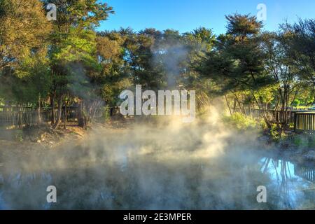 Dampf steigt aus einem geothermischen heißen Pool im Kuirau Park, Rotorua, Neuseeland Stockfoto