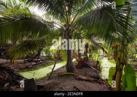 Thailändische Palmenzuckerfarm. Stockfoto