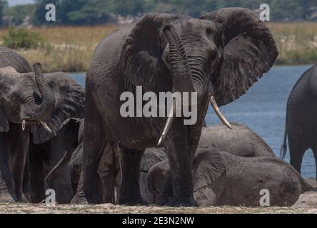 Elefantenherde am Chobe River im Chobe National Park, Botswana Stockfoto