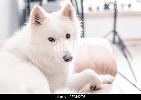 Indoor Studio Porträt von flauschigen weißen reinrassigen Samoyed Haustier Hund Mit Kopierbereich Stockfoto