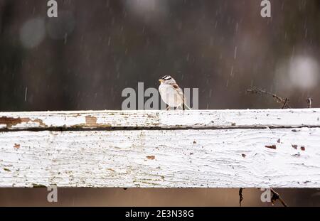 Weißkronenspatze, Zonotrichia leucophrys, auf einem Zaun im Regensturm Stockfoto