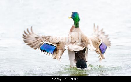 Männliche Stockente flatternd seine Flügel beim Baden in der Fluss Stockfoto