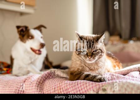 Eine Katze und ein Hund liegen auf einem Bett, Katze sieht sehr genervt aus Stockfoto