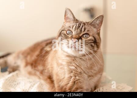 Schöne ältere Familie Katze auf einem Tisch liegen und suchen An der Kamera Stockfoto