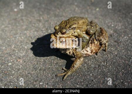 Ziehende Kröten, eine Kröte Bufo bufo auf der Spitze einer anderen, die im Frühjahr eine Straße in Holland überquert Stockfoto