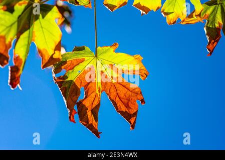 Gelbfärbende Ahornblätter gegen blauen Himmel auf einem knackigen Herbstmorgen Stockfoto