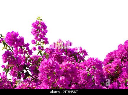 Fragment von üppigen Bougainvillea Baum in voller Blüte isoliert auf weißem Hintergrund. Selektiver Fokus. Stockfoto