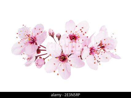 Aus nächster Nähe hellrosa Kirschblüten ( Sakura) isoliert auf weißem Hintergrund. Stockfoto