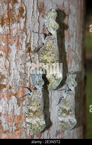 Drei Erdnusskopf-Bugs Fulgora laternaria auf dem Stamm eines Negrito Baum Simaruba glauca Stockfoto