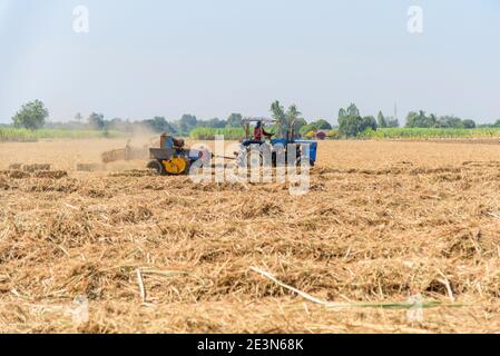 Zuckerrohrblatt komprimieren von Traktor in altem Zuckerrohrfeld Stockfoto