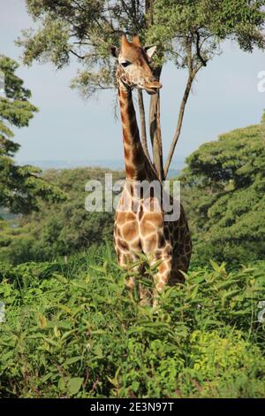 Eine Rothschild-Giraffe im Giraffe-Zentrum in Nairobi, Kenia Stockfoto