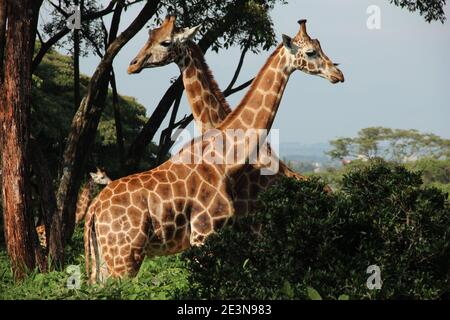 Zwei Rothschild-Giraffen im Giraffe Center in Nairobi, Kenia Stockfoto