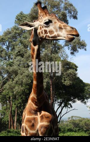 Eine Rothschild-Giraffe im Giraffe-Zentrum in Nairobi, Kenia Stockfoto