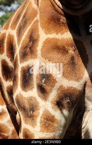 Das markante Muster des Mantels einer Rothschild-Giraffe im Giraffe Center in Nairobi, Kenia Stockfoto