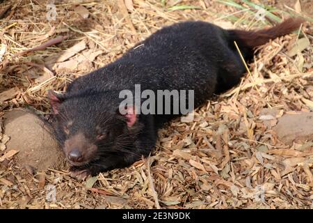 Tasmanischer Teufel, Tasmanien, Australien Stockfoto