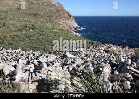 Rockhopper Pinguin Kolonie West Point, Falkland Inseln, Malvinas Stockfoto