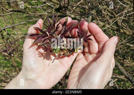 Frau hält sanft einen Frühlingszweigen mit blühenden Knospen und roten Blättern. Stockfoto