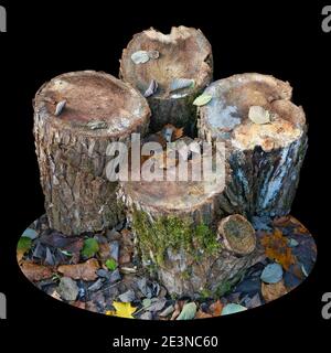 Vier verfaulte Ahornstöcke im Herbstwald. Isoliert auf Schwarz Stockfoto