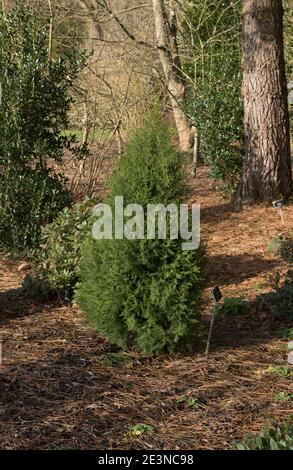 Winterfoliage eines immergrünen Nadelbauchs Spanischer Wacholderstrauch (Juniperus thurifera), der in einem Waldgarten in Rural Devon, England, Großbritannien wächst Stockfoto