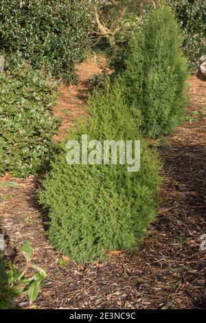 Winterfoliage eines immergrünen Nadelbauchs Spanischer Wacholderstrauch (Juniperus thurifera), der in einem Waldgarten in Rural Devon, England, Großbritannien wächst Stockfoto