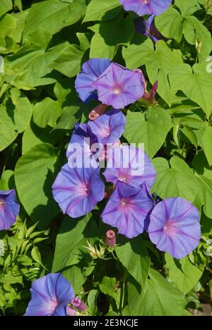 Lila Morning Glory Blumen, auch bekannt als Ipomoea purea Stockfoto