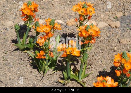 Orange Sternpflanze in Blüte, auch bekannt als Ornithogalum dubium, Star of Bethlehem oder Sonnenstern Stockfoto