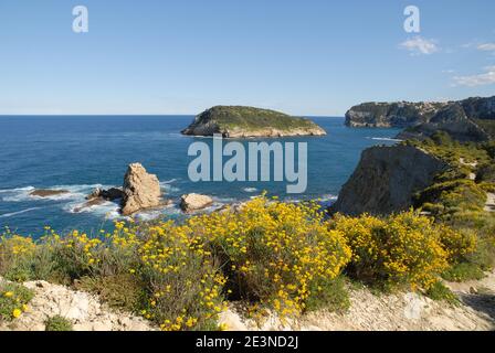 Wildblumen am Küstenweg von Cap Prim zur Insel Portichol an der Costa Blanca, Javea, Alicante, Spanien Stockfoto