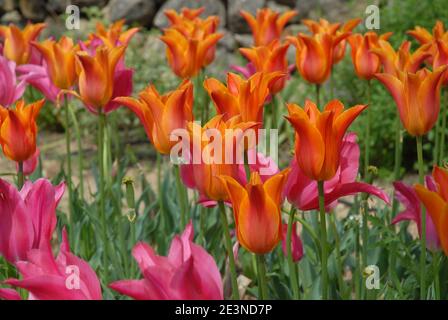 Lebhaft gefärbte Lilie-blühende Tulpen, einschließlich Tulipa Ballerina blüht im Frühjahr, selektive Fokus Stockfoto