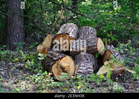 Ein Stapel Holzstückchen, Baumstämme, die im Wald gesägt werden, ein abgeschnittener und gesägter Eichenbaum, der sich im Wald auftürmt. Stockfoto