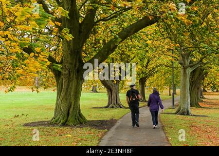 Pärchen, die auf einem malerischen Parklandweg an einer Allee von Bäumen (wunderschöne, farbenfrohe, windgeblasene Herbstblätter oder Blätter) spazieren - The Stray, Harrogate, England. Stockfoto