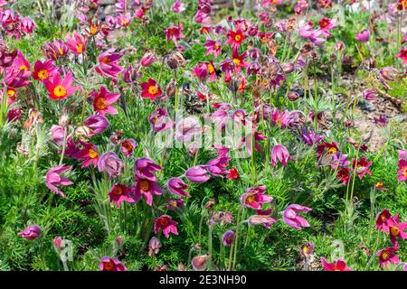 Pulsatilla vulgaris 'Rubra' ein Frühling mehrjährige rote blühende Pflanze allgemein bekannt als pasque Blume, Stock Foto Bild Stockfoto