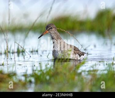 Rotschenkel (Tringa Totanus) Stockfoto