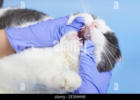 Ein Tierarzt in medizinischen Handschuhen überprüft die Zähne einer erwachsenen Katze, Behandlung von Haustieren. Stockfoto
