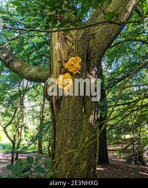 Huhn des Waldes (Laetiporus sulfureus). Ein leuchtend gelber, essbarer Bracket Pilzen auch als Sulphur Polypore bekannt, der auf einem Baum in Hampstead wächst. Stockfoto