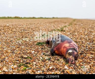 Eine tote und verfärbte Kegelrobbe am Snettisham Beach, Norfolk, Großbritannien. Stockfoto