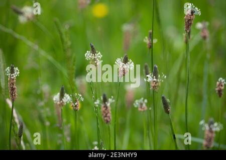 Spitzwegerich, Spitzwegerich, Wegerich, Blüten, Blütenstand, blühend, Blüte, Plantago lanceolata, englischer Wegerich, Ribwort, schmalblättriger Wegerich, Rippe Stockfoto